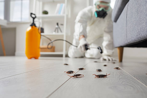 Post-Treatment Bed Bug Interceptor Monitoring in Rogers